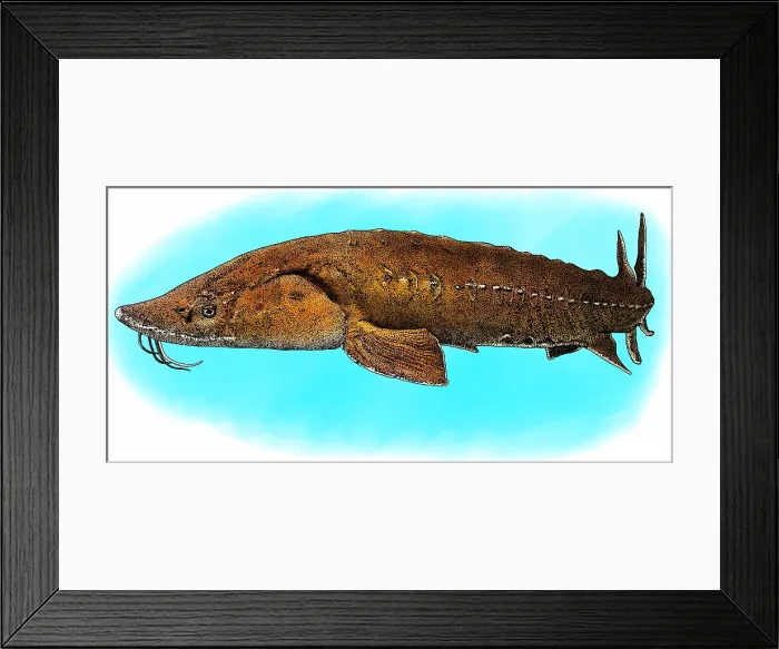 Framed Print : Lake Sturgeon Framed Print : Lake Sturgeon