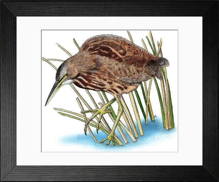 Framed Print : American Bittern