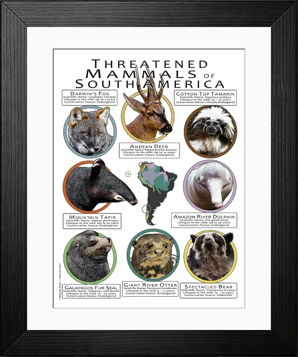 Framed Print : Endangered Mammals of South America Framed Print : Endangered Mammals of South America