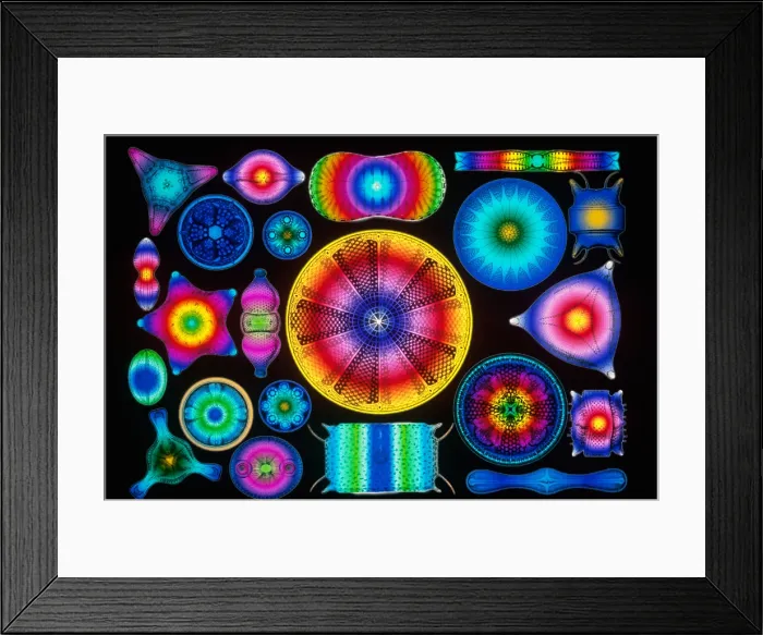 Framed Print : Computer Enhanced Diatoms Framed Print : Computer Enhanced Diatoms