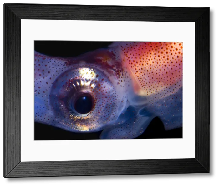 Framed Print : Firefly Squid Framed Print : Firefly Squid