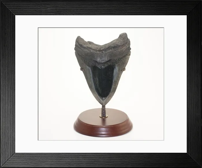 Framed Print : Fossilized Shark Tooth