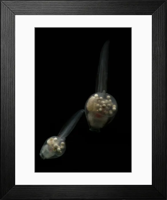 Framed Print : Anotheca spinosa tadpole Framed Print : Anotheca spinosa tadpole