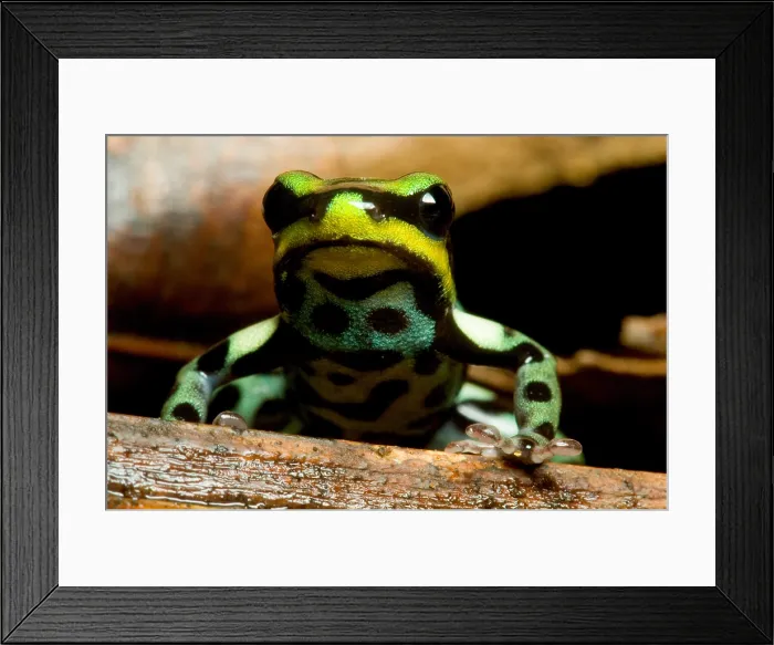 Framed Print : Pasco Poison Frog Framed Print : Pasco Poison Frog