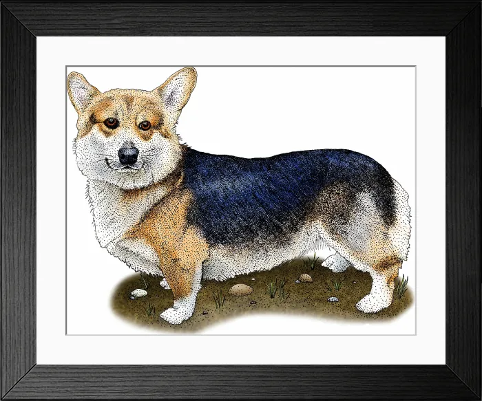 Framed Print : Pembroke welsh corgi Framed Print : Pembroke welsh corgi