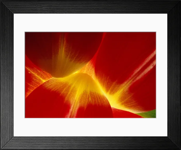 Framed Print : Tulip Petals Framed Print : Tulip Petals