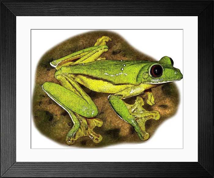 Framed Print : Gliding Tree Frog, Illustration Framed Print : Gliding Tree Frog, Illustration