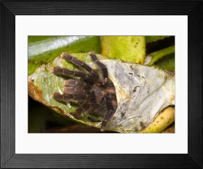 Framed Print : Pink Toe Tarantulas