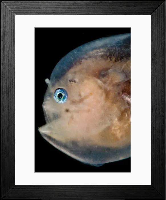 Framed Print : Black Seadevil (Melanocetus sp.)