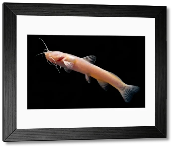 Framed Print : Chinese Blindcat (Xiurenbagrus dorsalis) Framed Print : Chinese Blindcat (Xiurenbagrus dorsalis)