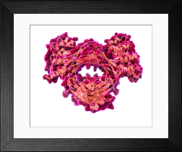 Framed Print : Immunoglobulin E, antibody