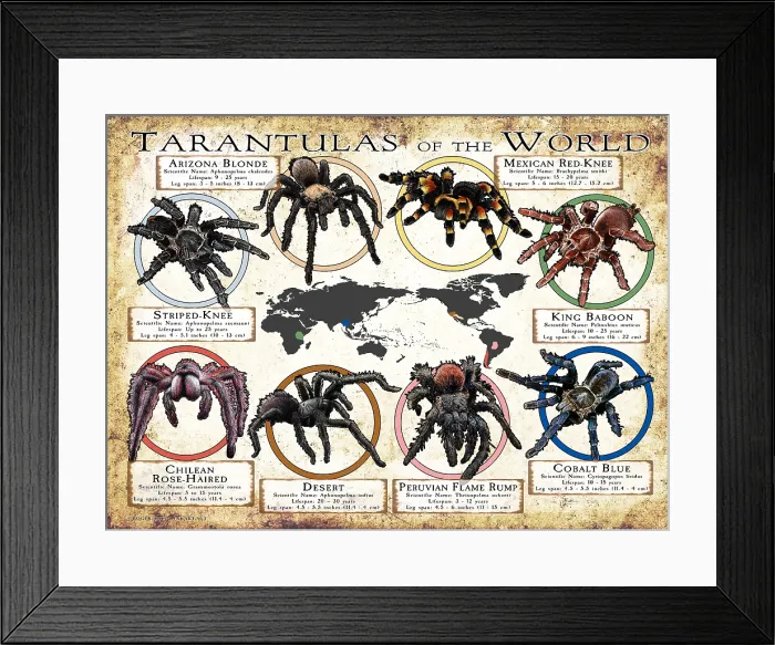 Framed Print : Tarantulas of the World Framed Print : Tarantulas of the World