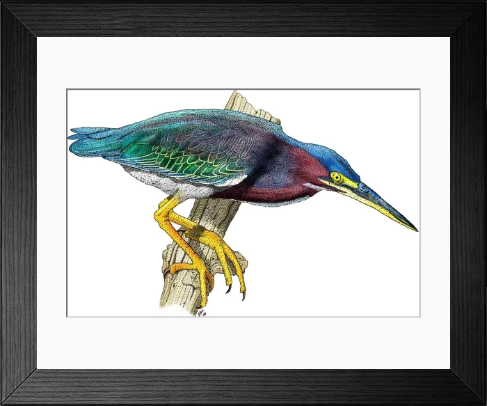 Framed Print : Green Heron Framed Print : Green Heron