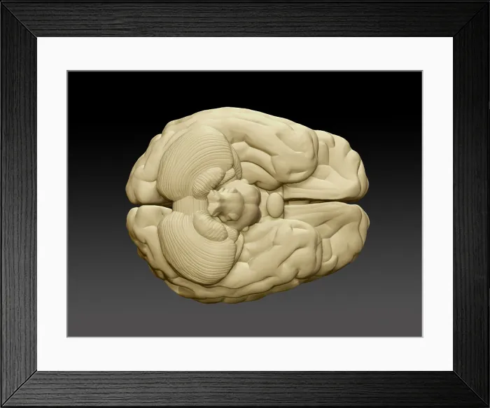 Framed Print : Brain, External Anatomy, Illustration Framed Print : Brain, External Anatomy, Illustration