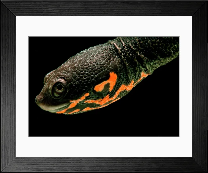 Framed Print : Hatchling Timor Island Snake Neck Turtle (Chelodina timorensis)