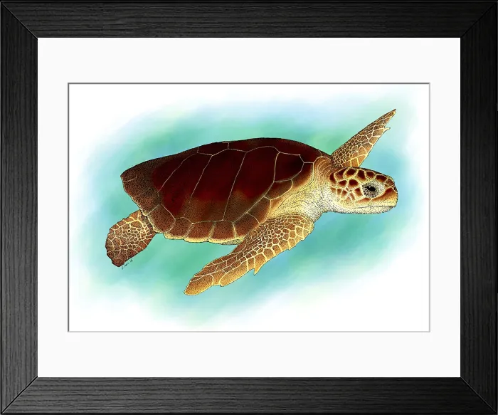 Framed Print : Loggerhead Sea Turtle Framed Print : Loggerhead Sea Turtle