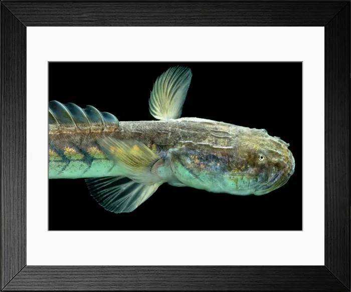 Framed Print : Violet Goby (Gobioides broussonnetii) Framed Print : Violet Goby (Gobioides broussonnetii)