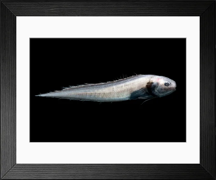 Framed Print : Cusk Eel (Monomitopus agassizii) Framed Print : Cusk Eel (Monomitopus agassizii)