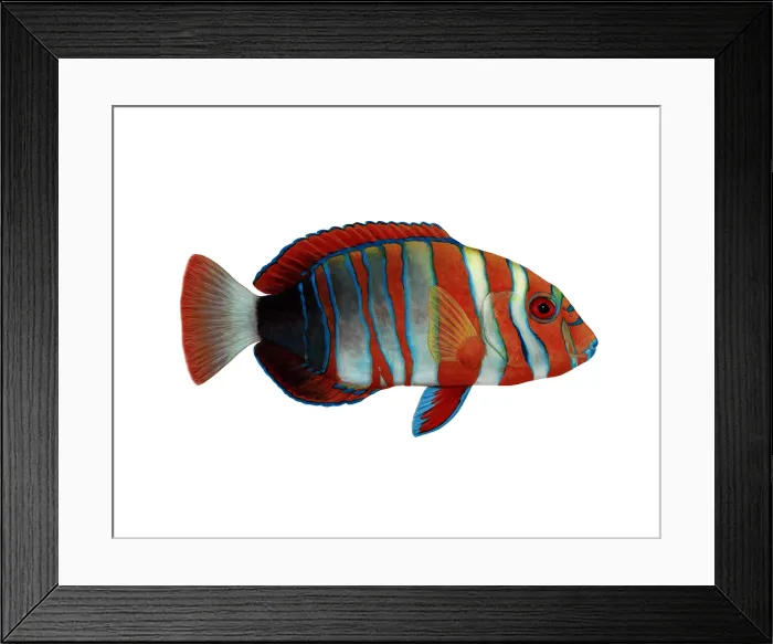Framed Print : Harlequin Tuskfish (Choerodon fasciatus) Framed Print : Harlequin Tuskfish (Choerodon fasciatus)