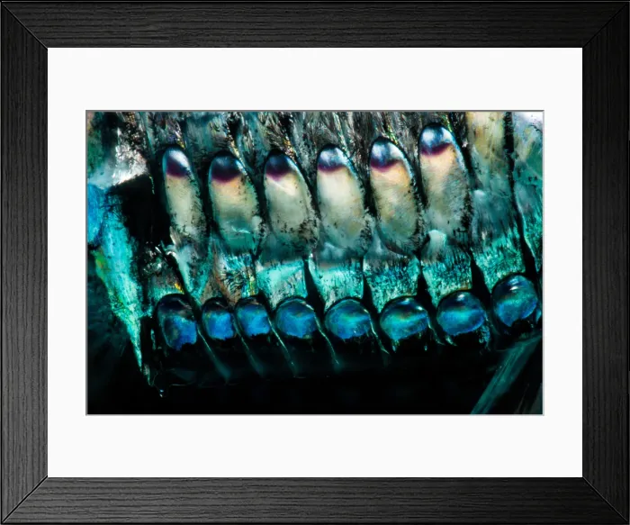 Framed Print : Pacific Hatchetfish (Argyropelecus affinis) Framed Print : Pacific Hatchetfish (Argyropelecus affinis)