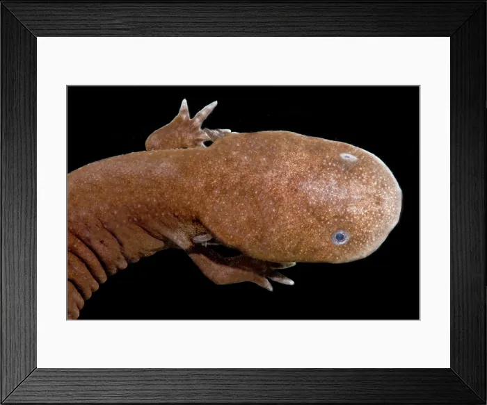 Framed Print : Japanese Giant Salamander (Andrias japonicus) Framed Print : Japanese Giant Salamander (Andrias japonicus)