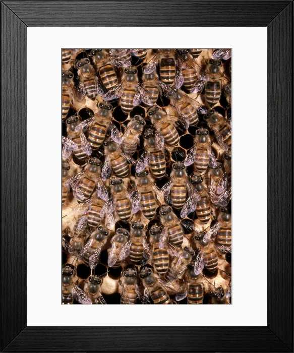 Framed Print : Asian Honeybees Framed Print : Asian Honeybees