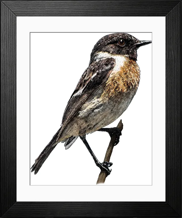 Framed Print : European Stonechat Framed Print : European Stonechat
