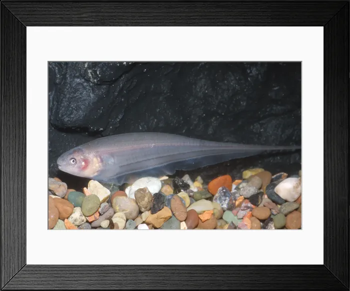 Framed Print : Knife Fish or Electric Fish Framed Print : Knife Fish or Electric Fish