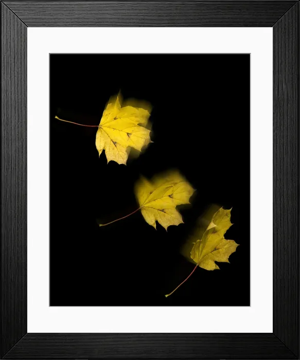 Framed Print : Falling Leaves