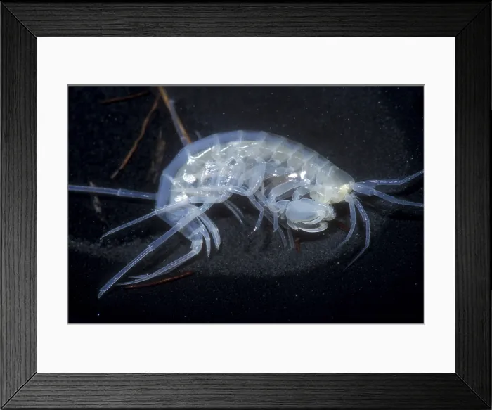 Framed Print : Oklahoma Cave Amphipod Framed Print : Oklahoma Cave Amphipod