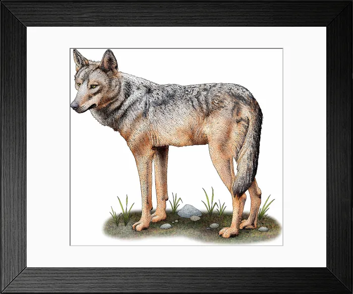 Framed Print : Iberian wolf Framed Print : Iberian wolf