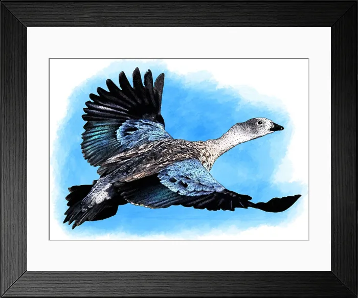 Framed Print : Blue Winged Goose Framed Print : Blue Winged Goose