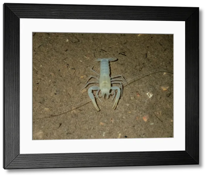 Framed Print : Delaware County Cave Crayfish (Cambarus subterraneus) Framed Print : Delaware County Cave Crayfish (Cambarus subterraneus)