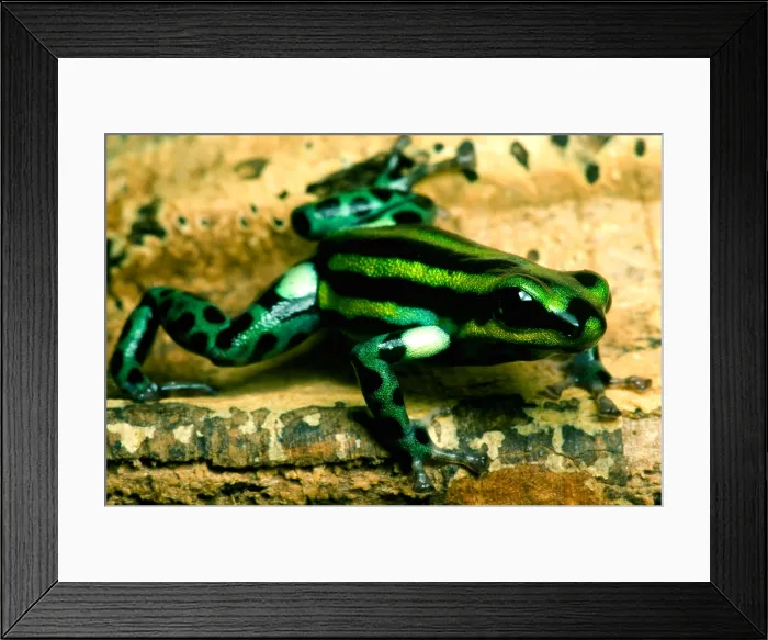 Framed Print : Pasco Poison Frog Framed Print : Pasco Poison Frog