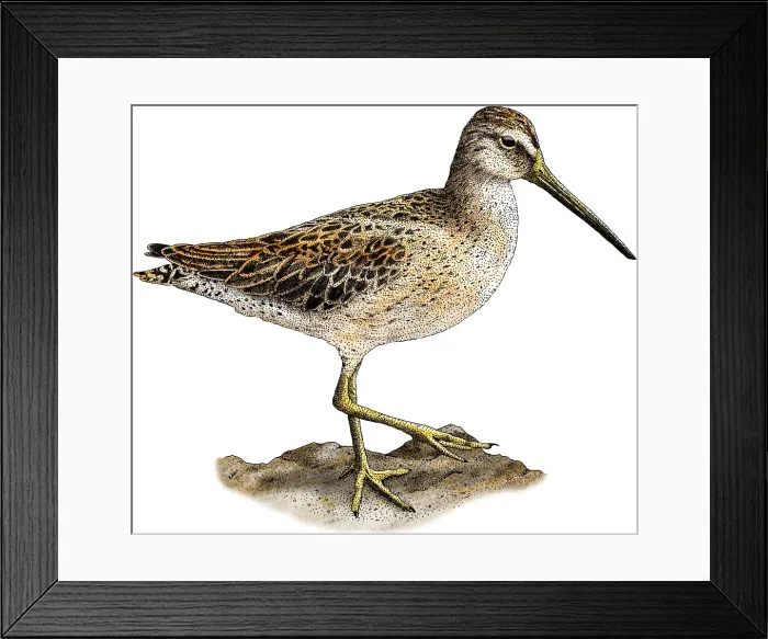 Framed Print : Short-Billed Dowitcher Framed Print : Short-Billed Dowitcher