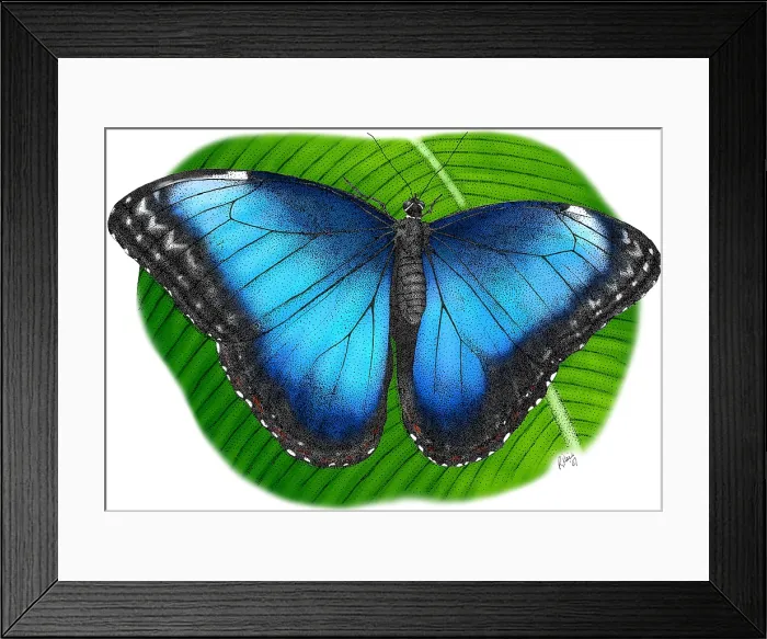 Framed Print : Peleides Blue Morpho Framed Print : Peleides Blue Morpho