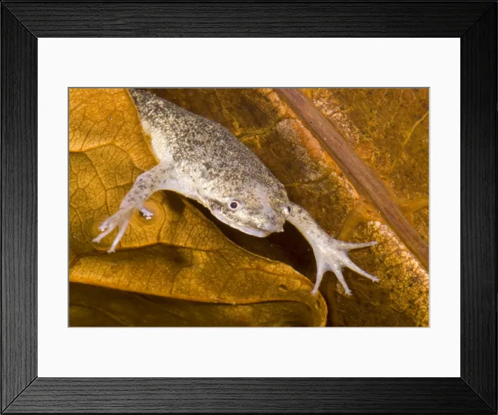 Framed Print : Sabana Surinam Toad Framed Print : Sabana Surinam Toad