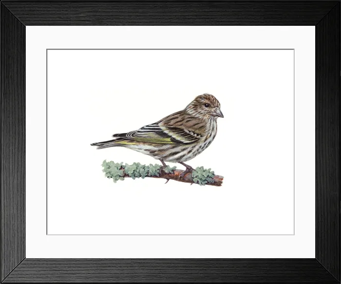 Framed Print : Pine Siskin (Carduelis pinus) Framed Print : Pine Siskin (Carduelis pinus)