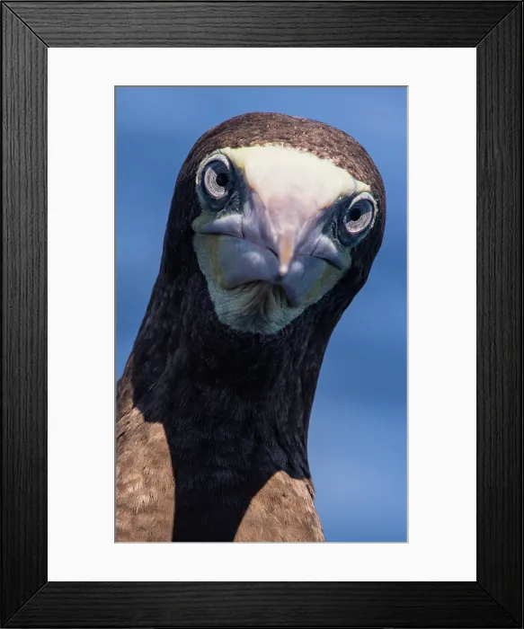 Framed Print : Brown Booby (Sula leucogaster)