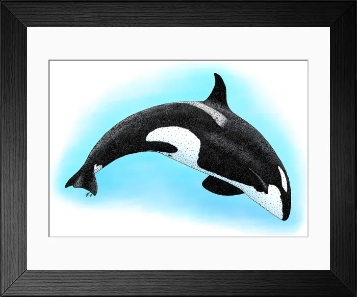 Framed Print : Killer Whale Framed Print : Killer Whale