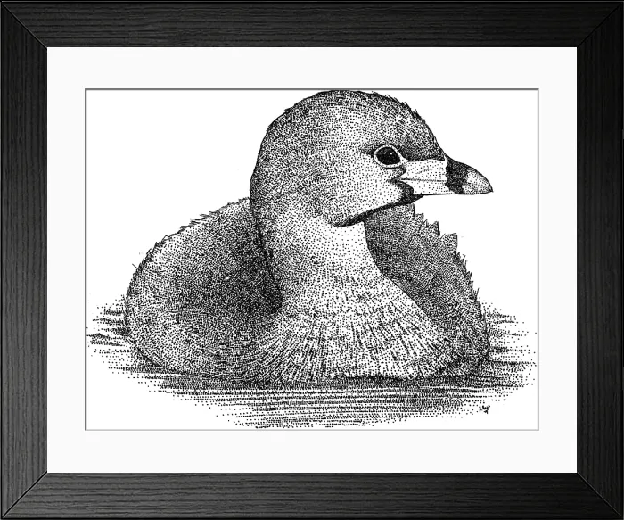 Framed Print : Pied Billed Grebe Framed Print : Pied Billed Grebe