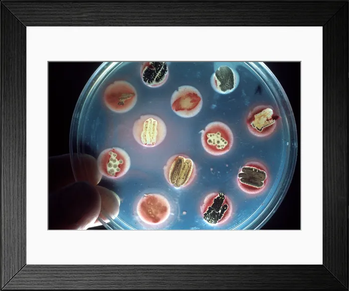 Framed Print : Antibiotic research