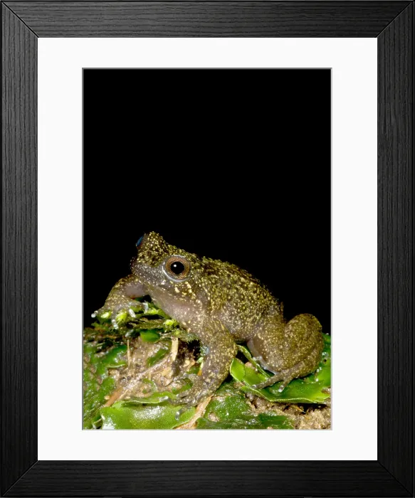 Framed Print : Mehuin Green Frog