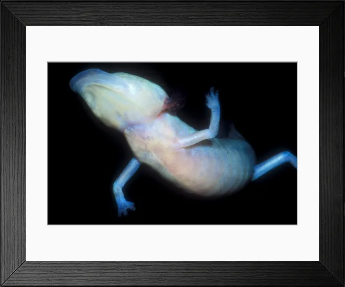Framed Print : Texas Blind Salamander Framed Print : Texas Blind Salamander