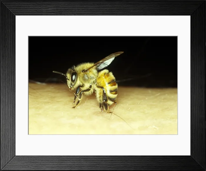 Framed Print : Stinging Honey Bee Framed Print : Stinging Honey Bee