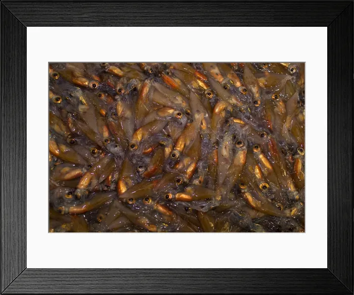 Framed Print : Firefly Squid