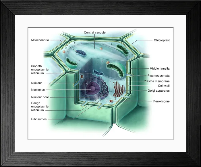 Framed Print : Plant Cell, Illustration Framed Print : Plant Cell, Illustration