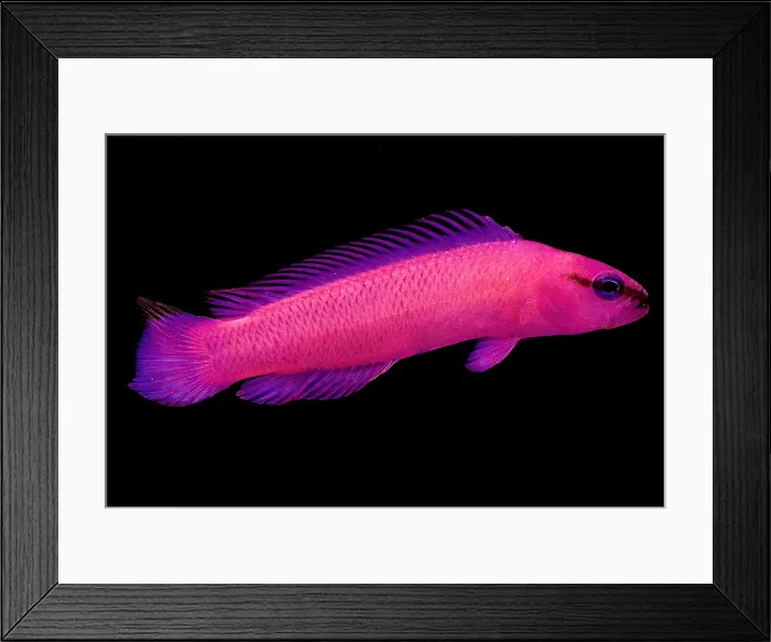 Framed Print : Orchid Dottyback Framed Print : Orchid Dottyback