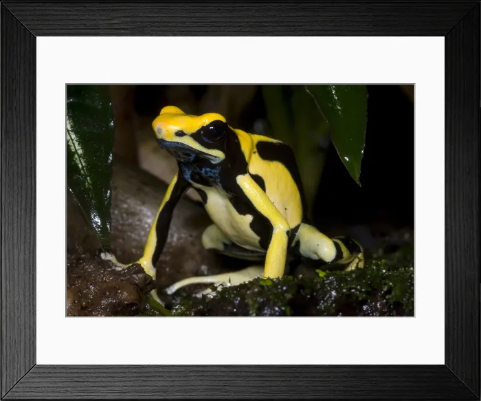 Framed Print : Dyeing Poison Frog