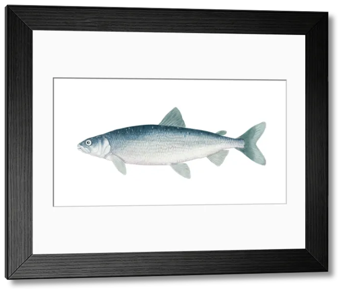 Framed Print : Cisco (Coregonus artedi) Framed Print : Cisco (Coregonus artedi)